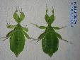 Phyllium siccifolium - Variants of Shape