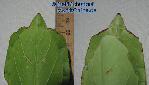 Phyllium siccifolium - Variants of Shape