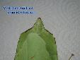 Phyllium siccifolium - Variants of Shape