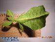 Phyllium siccifolium - Female