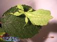 Phyllium siccifolium - Female