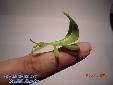 Phyllium siccifolium - Male