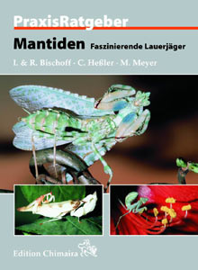 Mantiden - Fasziniernde Lauerjäger