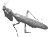 Blepharopsis
