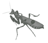 Creobroter
