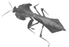 Deroplatys