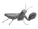 Ephestiasula