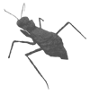 Eremiaphila