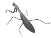 Hierodula
