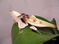 Hymenopus