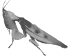 Hymenopus