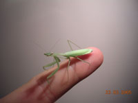 Miomantis