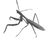 Miomantis