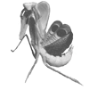 Pseudempusa