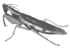 Pseudoharpax