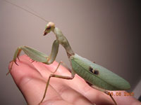 Sphodromantis