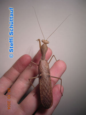 Sphrodomantis Lineola L6 - Terrazoo