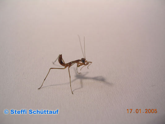 Sphrodomantis Lineola L6 - Terrazoo