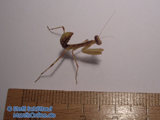 Sphrodomantis Lineola L6 - Terrazoo