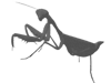 Taumantis