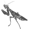 Theopropus