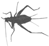 Meloimorpha
