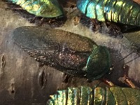 Adulte Männchen haben Flügel und sind wesentlich schlanker und kleiner als Weibchen