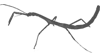Lonchodes
